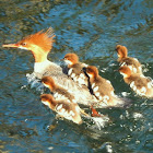 Common Merganser