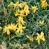 Kidney Vetch