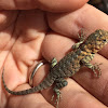 (Young) Granite Spiny lizard