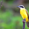 Bentevizinho-do-brejo (Lesser Kiskadee)