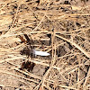 Common Whitetail Dragonfly