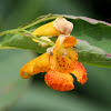 Spotted Touch-Me-Not (Spotted Jewelweed)