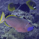 Gilded Triggerfish