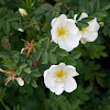 dog rose