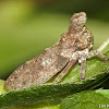 Treehopper