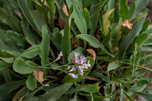 Limonium narbonense