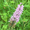 Common spotted orchid