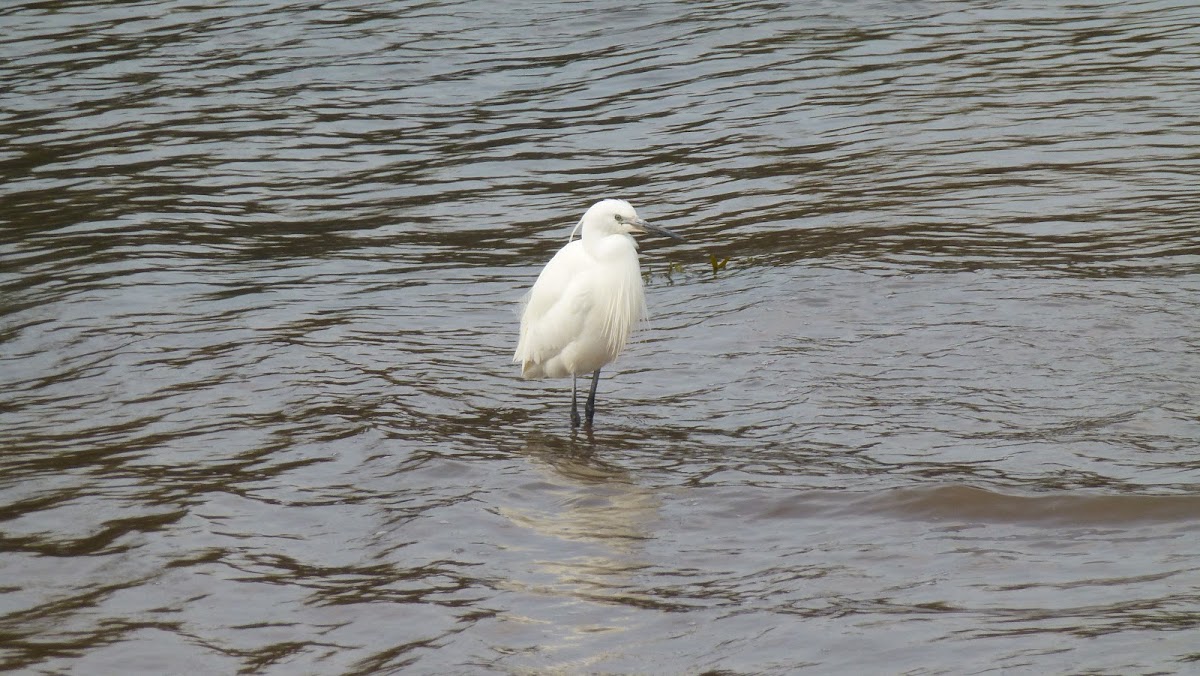 Little egret