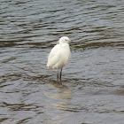 Little egret