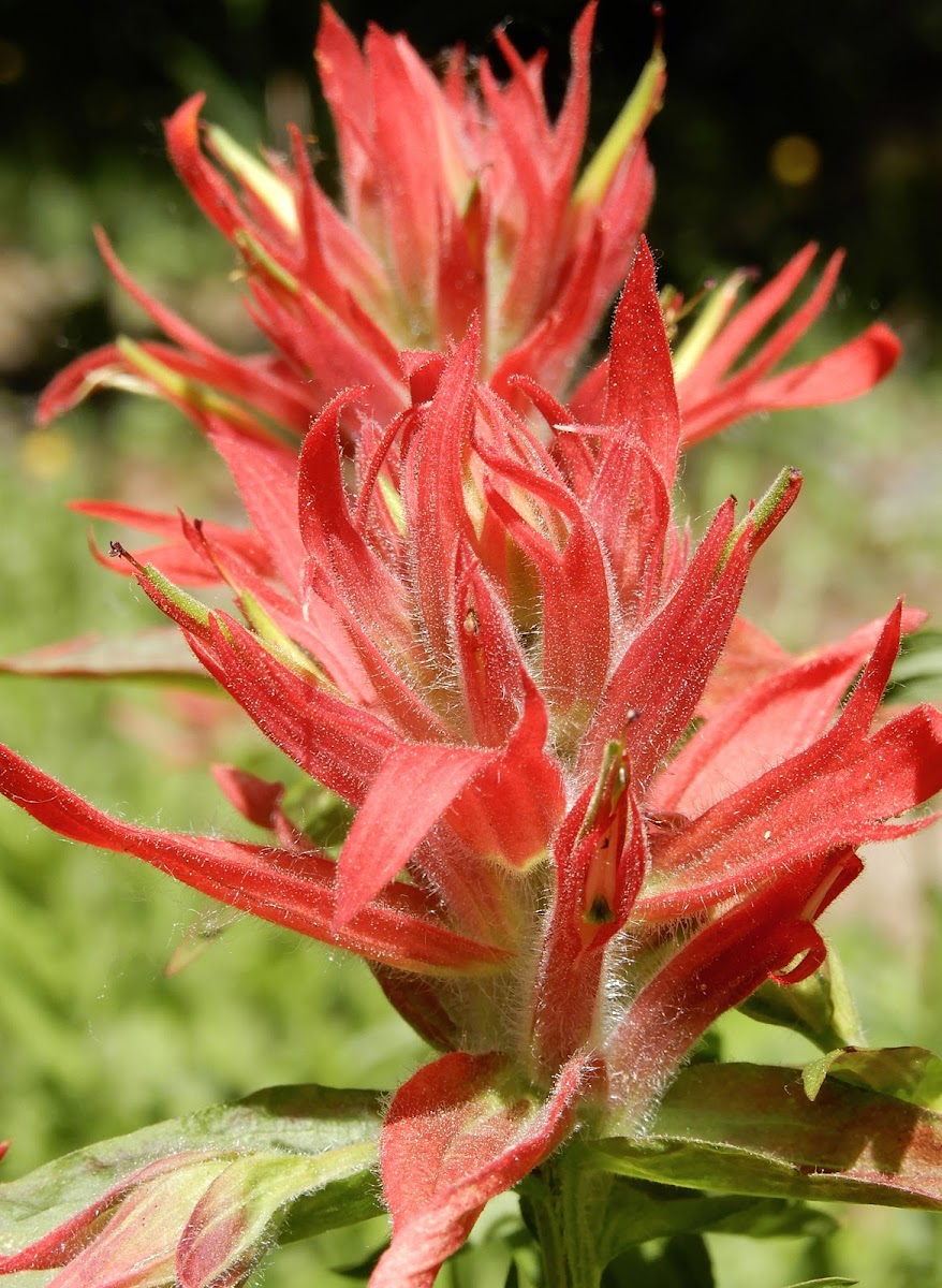 Giant Red Indian Paintbrush