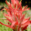 Giant Red Indian Paintbrush