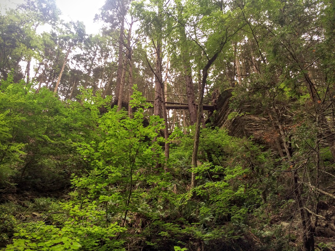 Caught this glimpse of a natural bridge formed when a tree fell over...