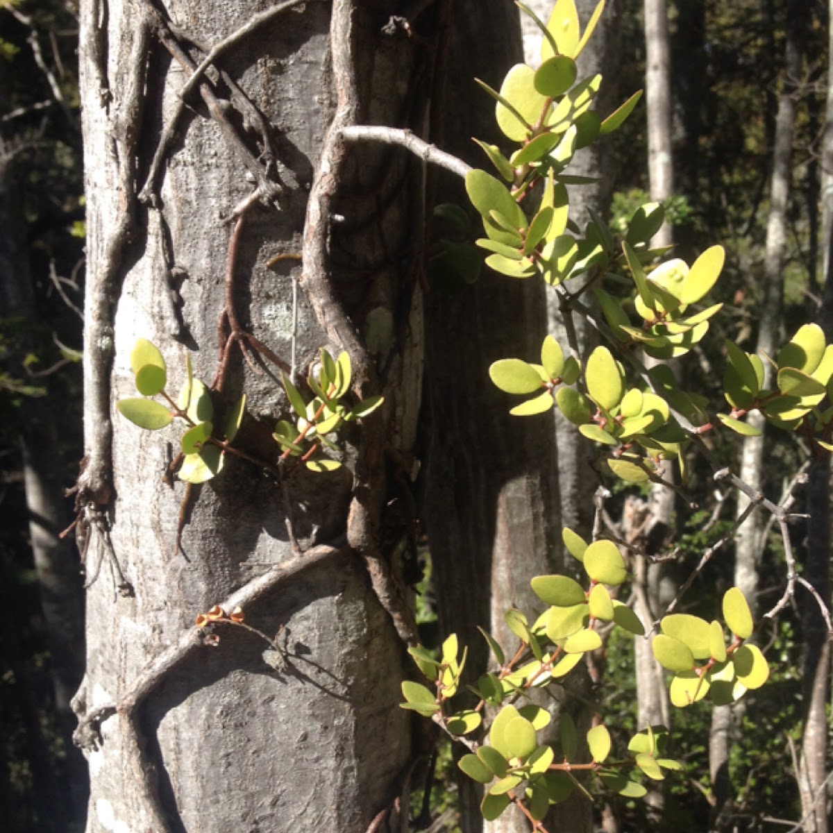 Beech mistletoe