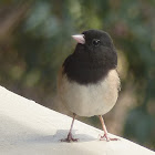 Darkeyed Junco