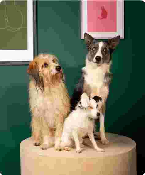 Three dogs sitting on a stool.