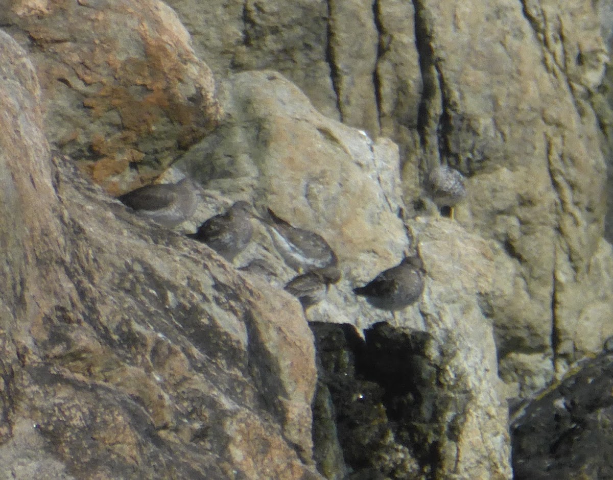 Surfbird