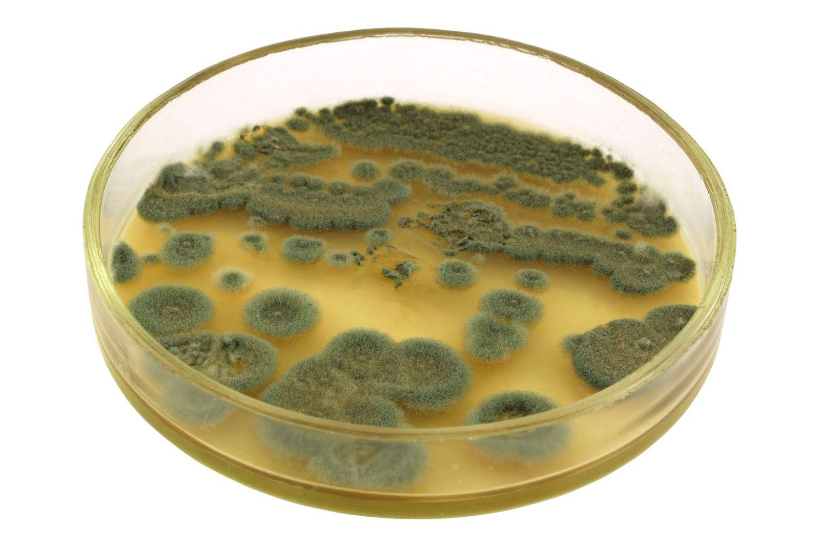 ペニシリンは一般的に使用される抗生物質です。