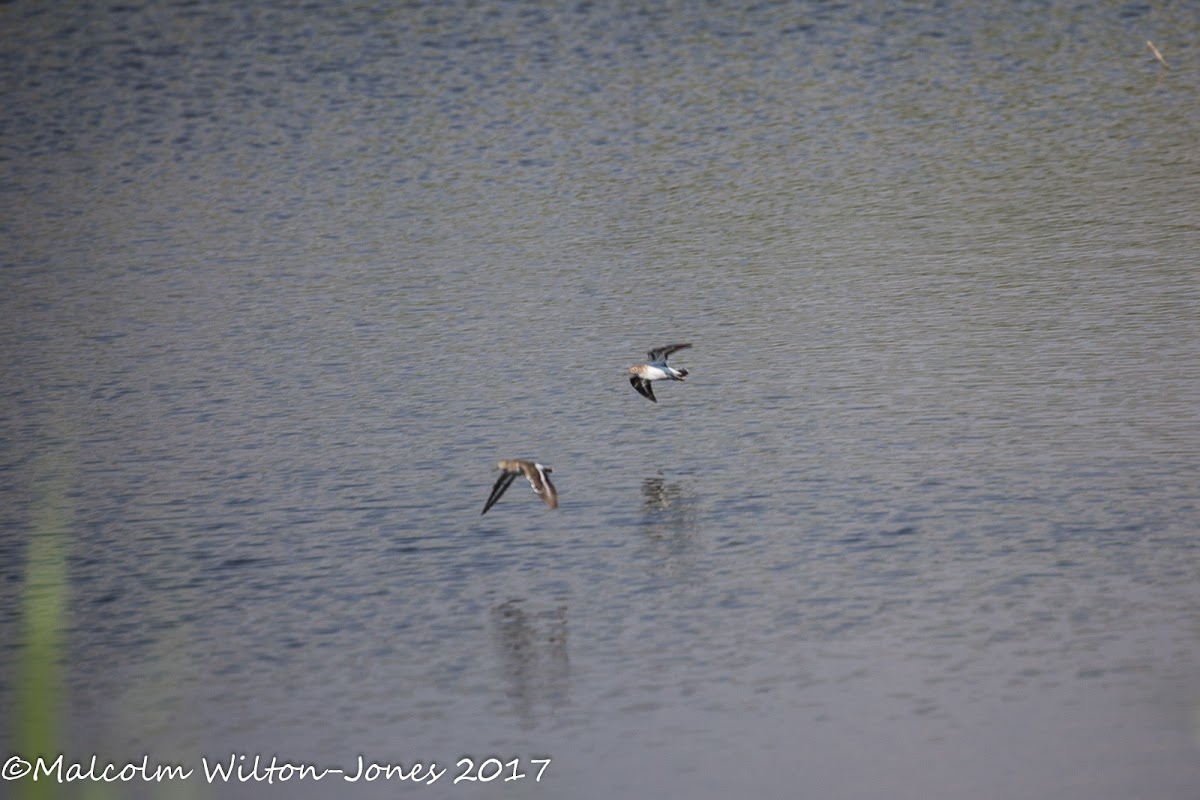 Common Sandpiper; Andarríos Chico