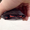 Painted Turtle