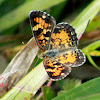 Pearl Crescent Butterfly