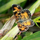 Pearl Crescent Butterfly