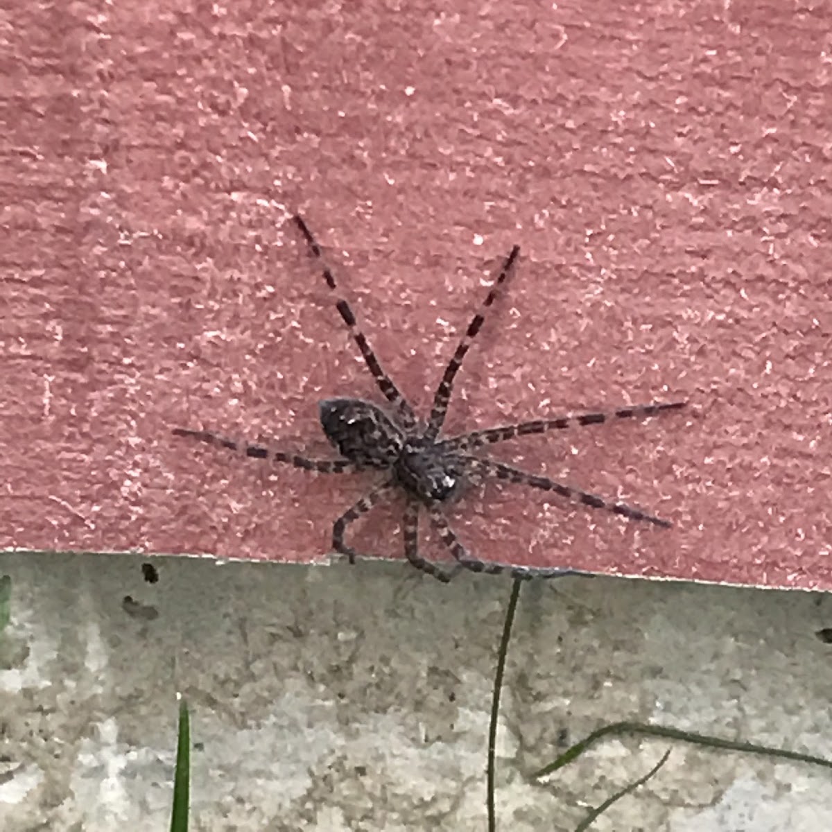 Large wood spider