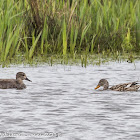 Gadwall