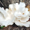 Oyster mushroom