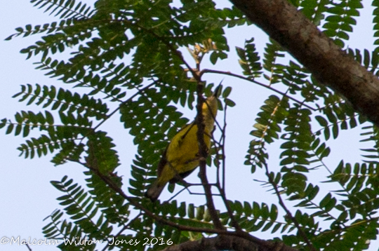 Olive-backed Sunbird