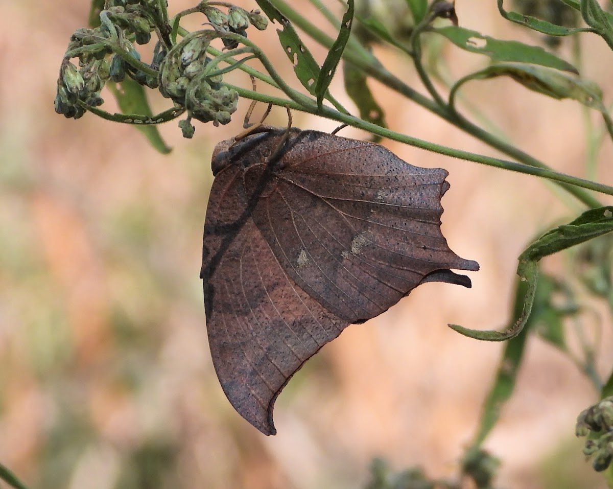 Goatweed leafwing