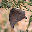 Goatweed leafwing