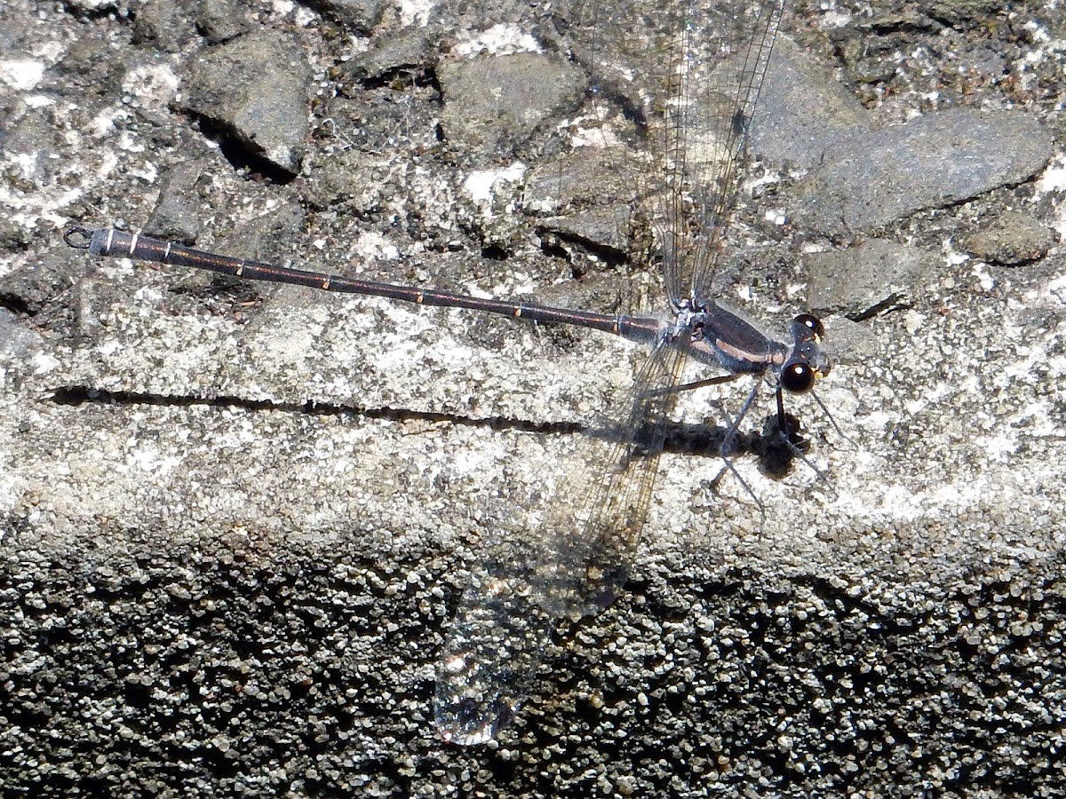 Common Flatwing Damselfly