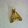 Crambid Moth