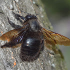 Carpenter Bee