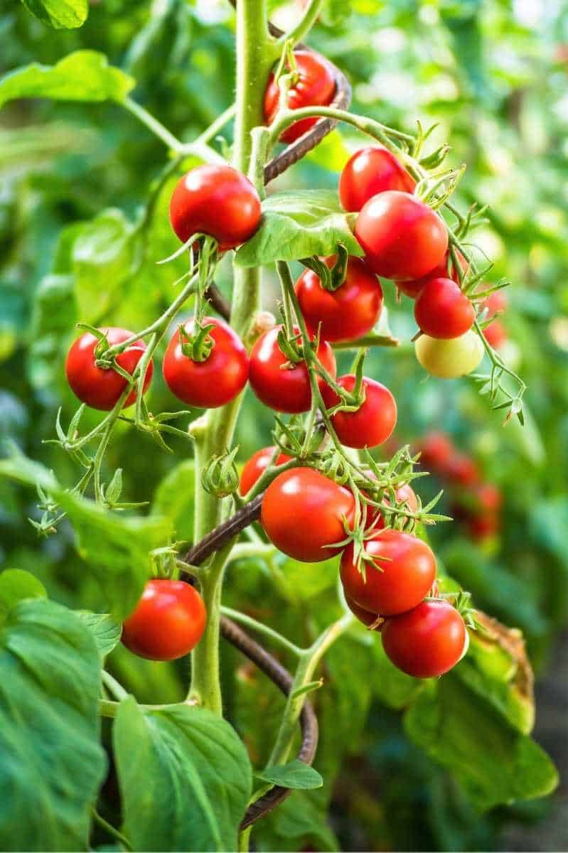 Tomatoes (Solanum lycopersicum)
