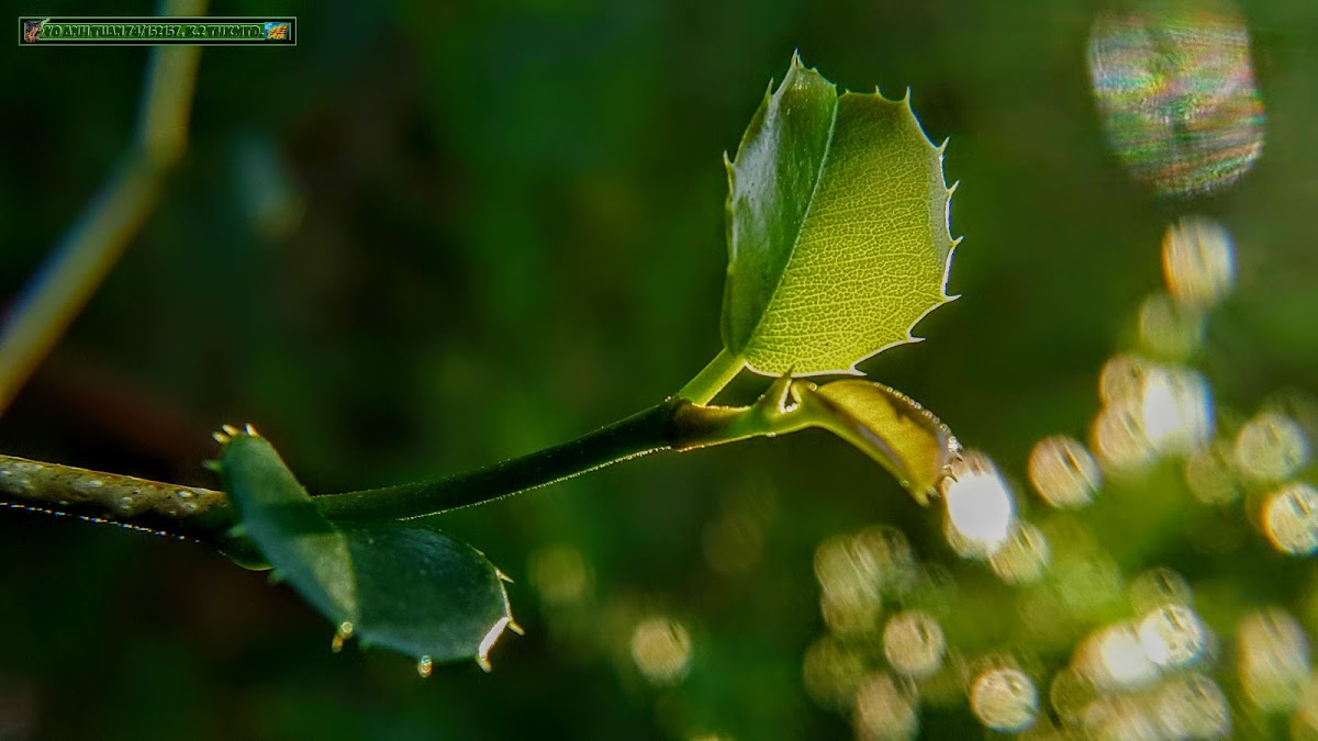 Jungle Holly