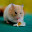 Hamster Wallpaper New Tab Theme