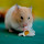 Hamster Wallpaper New Tab Theme