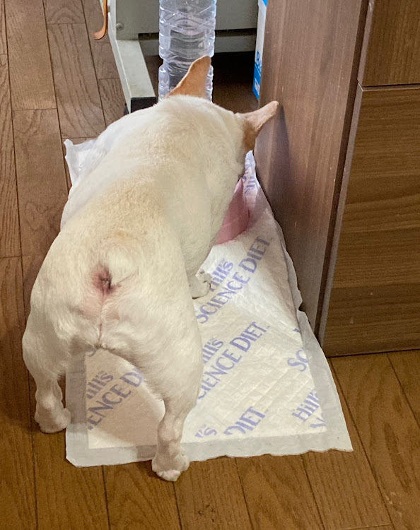 スクラムワゴンの9月もよろしくお願いします。・👱‍♀️トリマーさんに会うのが楽しみ・🐶真央と🐽ナゴさん・・・・🥵まだまだ続く猛暑に注意⚠️・台風13号は8日にも関東直撃かに関するカスタム事例の投稿画像4枚目