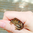 Western Toad