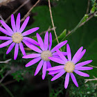 Coltsfoot Cineraria; Tusílago Canario