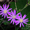 Coltsfoot Cineraria; Tusílago Canario