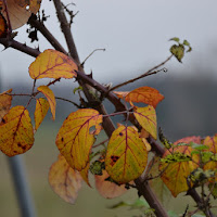 le foglie in autunno di 