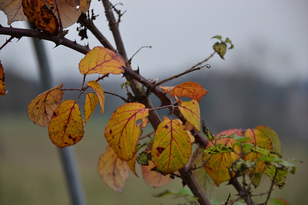 le foglie in autunno di ELENA 77