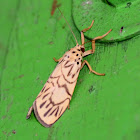 Arctiid Moth