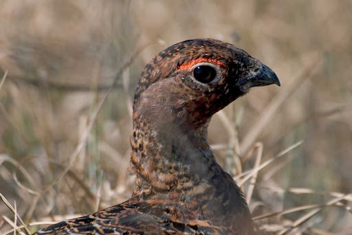 A native bird that resembles a pheasant in Cape St. Mary's Ecological Reserve, Newfoundland. 