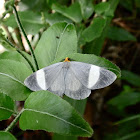 Polilla esmeralda