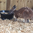 Red Kangaroo