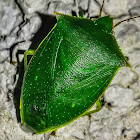 Loxa Stinkbug / Maria-Fedida-Loxa