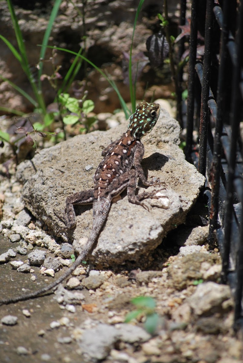 Red-headed rock Agama (female)